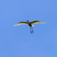 サギ　２