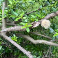 オサンポ walk - 植物plant : ブタナの綿毛？ a floccus of Hypochaeris radicata??