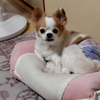 キャストちゃんの点検