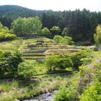 静岡県・伊豆市の「下の段の棚田」