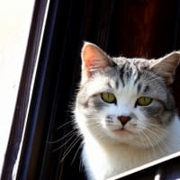 坂の街の猫たち　2025年2月　その1
