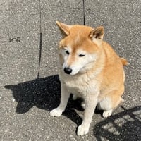 gooblog終了するらしい。