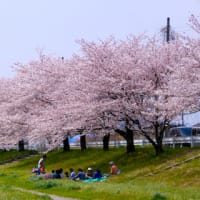 こだま千本桜と芝桜とさざえ堂