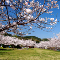 琴海公園の桜　(((o(*ﾟ▽ﾟ*)o)))