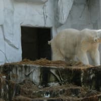 ぬーっと浮上するフブキ