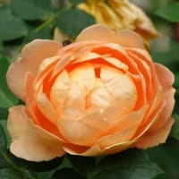 レディ オブ シャーロット　〈Lady of Shalott　バラ〉　