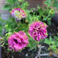 よく頑張った鉢植えの花たち