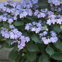 🧹🐍❻　    パラソルの花・・・　ランチの睡魔　　映画『ソルト』　　超高級酢のオンザロック　　大川隆法『経営入門』の深い味わい