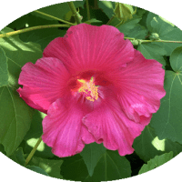 芙蓉～紫陽花～半夏生～檸檬