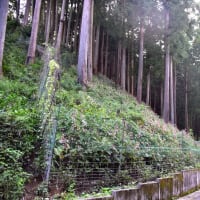 椚平の「秋海棠」