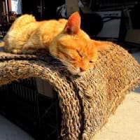 Ｓクミノンでタニシ退治