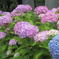 神田川・六月の花