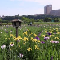 小岩菖蒲園