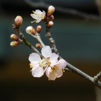 江南所無は仁徳天皇時代から存在した　水戸の浪速の梅と烈公梅の関係など