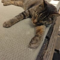 今日のキイちゃん