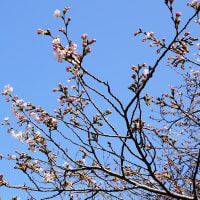 米子桜まつり2024　開花宣言　3月29日