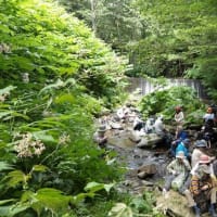 2025年7月3日(木)特別編　講師と歩く自然散歩「三木さんと森歩き」