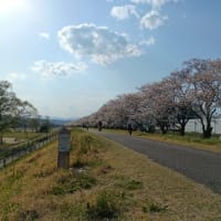 今年はサクラの時期が長かったですね。