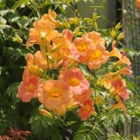 凌霄花（ノウゼンカズラ）