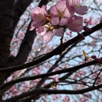 桜🌸　前田森林公園