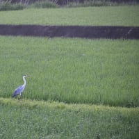 飛びそうで飛ばないアオサギ