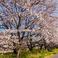 桜花に誘われて、桐生川散策 （４月）