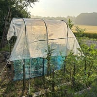 トマト用ハウス