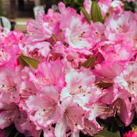 シャクナゲの花が綺麗に咲いていました。