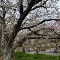 桜散り始めました。