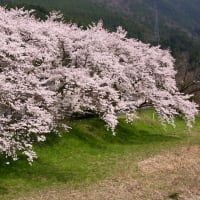 無理しちゃいました・・・＞＜；