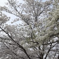 地元埼玉の桜はほぼ満開