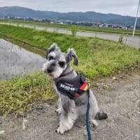 今日のワンコ