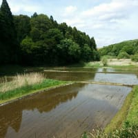 【令和のコメ不足】ノー政ストップ