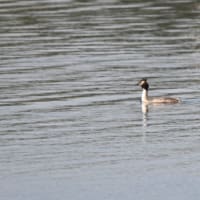 手賀沼湖畔を鳥を観ながら散策