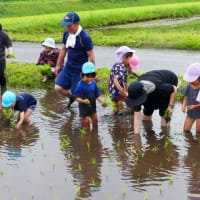 田植え
