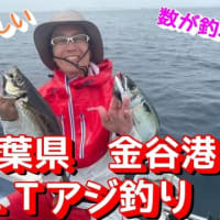 【千葉県 金谷港】ライトタックルアジ釣り！！！