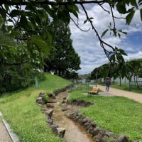 遅すぎた白鷺公園の花菖蒲　　　　2025.06.16