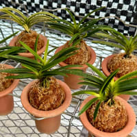 富貴蘭コラム 〜植え替え2025〜