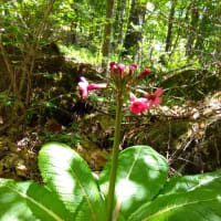 高原で過ごす平日　～軽井沢と八ヶ岳～