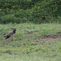 コウヨウジャク３種・ホシバシペリカン・ジャワアカガシラサギなど～GWタイの田園地帯の野鳥