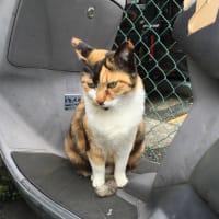 近づく春…猫と乗り物。