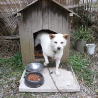 すみれ幸せに、頑張れ白爺（ボロ猫3）耳をふさいだポリープ