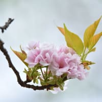 「優しき想い」　いわき　フラワーセンターにて撮影！　山桜