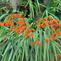 モントブレチア　姫檜扇水仙　アヤメ科　オレンジ色の花でグラジオラスの小型です。今日の野鳥：カワセミ