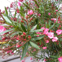 早くすれば良かったのに