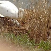 コブハクチョウさん一家の白鳥の郷からー木戸川卵編