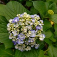 紫陽花と実相院