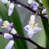 コルディリネ・ストリクダの花