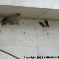 コシアカツバメ（営巣）（京都府宇治市宇治／京阪宇治駅）
