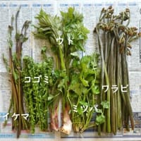 山菜：ワラビやイケマなど5種類(*^^)v